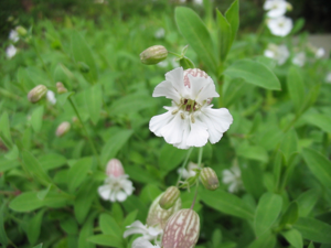 Silene uniflora (Flower).jpg © Ixitixel