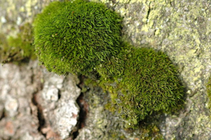 Dicranella.heteromalla.2.jpg © James K. Lindsey