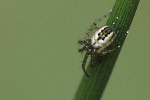 Mangora.acalypha.jpg © James K. Lindsey