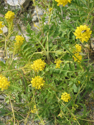 Sisymbrium austriacum02.jpg © Meneerke bloem