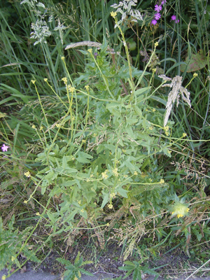 Gewone raket R0011613.jpg © Commons