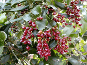 Fruit aritjol.jpg © User:David Gaya