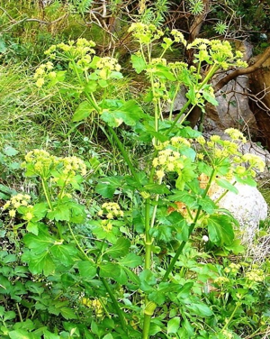 Smyrnium olusatrum1611.JPG © tato grasso