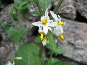 Solanum chenopodioides (Flower).jpg © Ixitixel