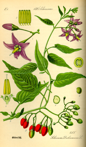 Illustration Solanum dulcamara0.jpg &copy; Kurt Stüber