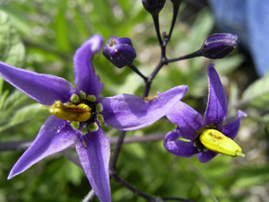 SolanumDulcamara-bloem-sm.jpg © TeunSpaans at nl.wikipedia