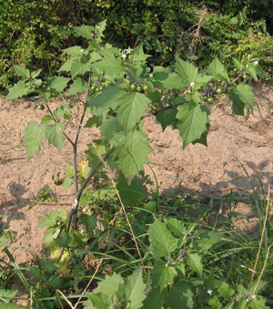 Solanum nigrum.jpeg © Commons