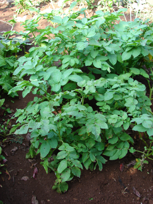 Starr 080914-9946 Solanum tuberosum.jpg © Forest & Kim Starr