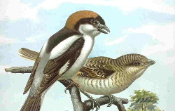 Woodchat.jpg © Commons