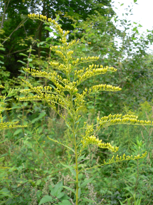 Solidago canadensis 20050815 248.jpg © Commons