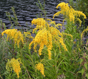 Solidago gigantea01.jpg © Commons