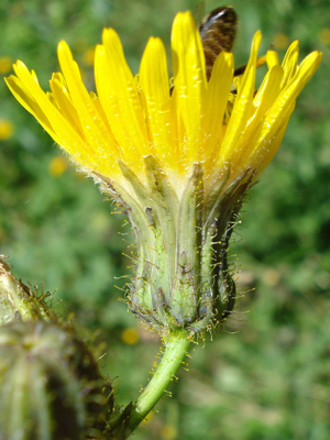 Sonchus arvensis Unterfranken.jpg © Fornax