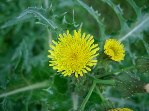 Sonchus asper2.jpg © KENPEI
