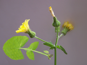 Sónchus oleraceus.jpg © T.Voekler
