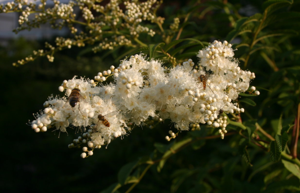 Sorbaria-tomentosa-flowers.JPG © Sten Porse