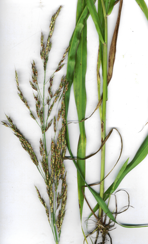 Starr 030612-8001 Sorghum halepense.jpg © Forest & Kim Starr