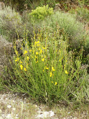 Spartium junceum (habitus).jpg © Hans Hillewaert