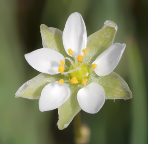 Spergula morisonii.jpeg © Kristian Peters -- Fabelfroh 07:28, 23 June 2007 (UTC)