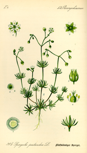 Illustration Spergula pentandra0.jpg © Commons