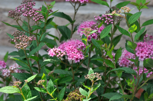 Spiraea japonica 25-06-2010 13-58-09.JPG © Paul Hermans