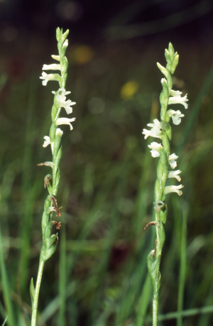 Spiranthes aestivalis Blütenstand.jpg © Commons