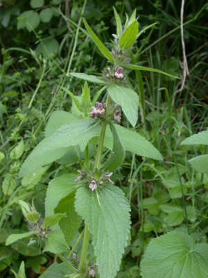 Stachys alpina fontaine-des-carmes 55 080602 1.JPG © Olivier Pichard