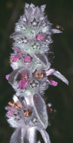 Stachys germanica2 eF.jpg © Fornax at German Wikipedia