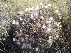Staehelina dubia 31.JPG © No machine-readable author provided. Victor M. Vicente Selvas assumed (based on copyright claims).