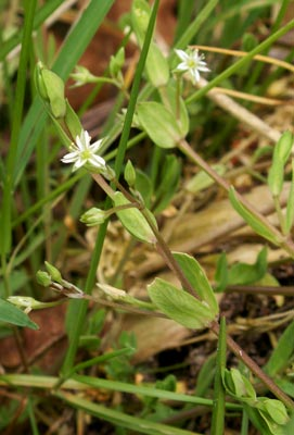 Stellaria alsine2.jpg © No machine-readable author provided. Aroche assumed (based on copyright claims).
