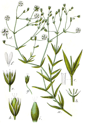 Stellaria graminea Sturm7.jpg © Johann Georg Sturm, Painted by Jacob Sturm; published by Kurt Stüber,