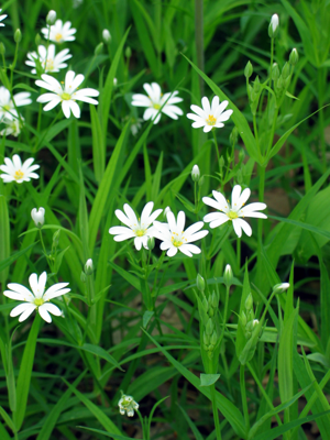 Stellaria holostea002.jpg © Agnieszka Kwiecień (Nova)