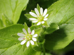 Kaldari Stellaria media 01.jpg © Kaldari