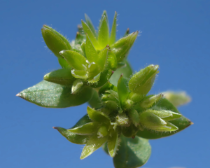 Stellaria pallida W.jpg © Fornax