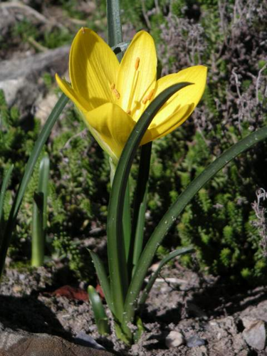 Sternbergia lutea MILAN.jpg © Commons