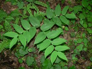 Streptopus amplexifolius 10442.JPG © Walter Siegmund