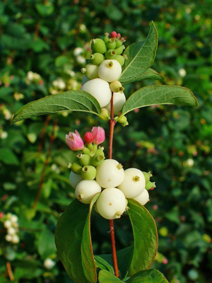 Symphoricarpos albus 003.JPG © H. Zell