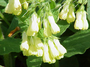 Symphytum tuberosum0.jpg © Kurt Stüber [1]
