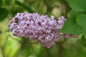 Lilac Flower&Leaves, SC, Vic, 13.10.2007.jpg © Jjron