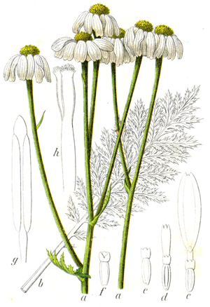 Chrysanthemum corymbosum Sturm48.jpg © Johann Georg Sturm (Painter: Jacob Sturm)