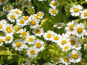 Feverfew.jpg © Commons