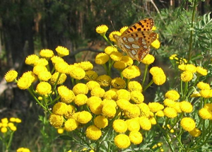 Tansy and Queen of Spain Fritilllary.JPG © Lienhard Schulz