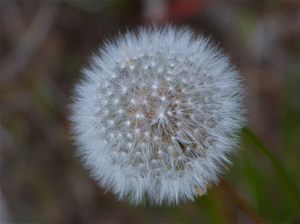 Taraxacumerythrospermum.jpg © jkirkhart35