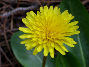 Taraxacum obovatum Flower 2009March19 DehesaBoyaldePuertollano.jpg © Javier martin