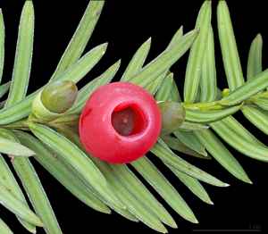 Taxus baccata MHNT.jpg © Didier Descouens