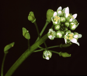 Teesdalia nudicaulis1 eF.jpg © Commons