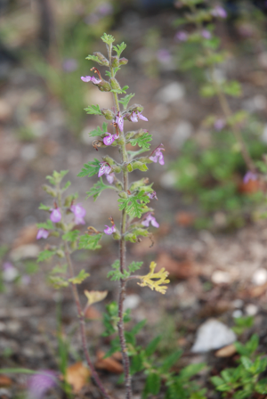 Teucrium botrys sabliere-fere-en-tardenois 02 14072008 03.JPG © Olivier Pichard