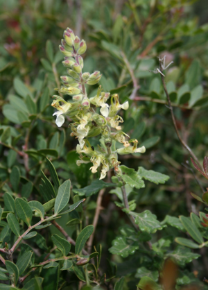 Teucrium flavum 2.jpg © Franz Xaver