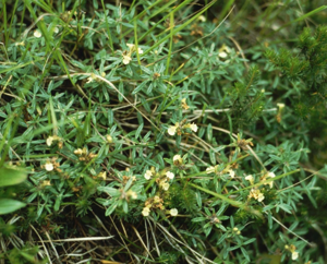Teucrium montanum1.jpg © Franz Xaver