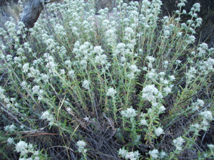 Teucrium capitatum2006.jpg © No machine-readable author provided. Víctor M. Vicente Selvas~commonswiki assumed (based on copyright claims).