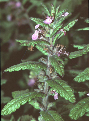 Teucrium scordium1 eF.jpg © Commons